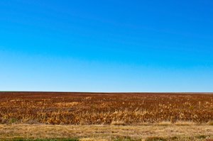 Sorghum ready for harvest, Eads, Colorado